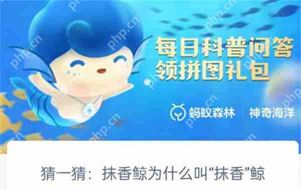 支付宝神奇海洋，抹香鲸的独特生物特性与珍贵龙涎香来源  第1张