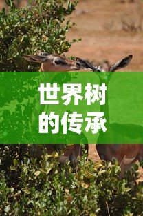 世界树的传承  第1张