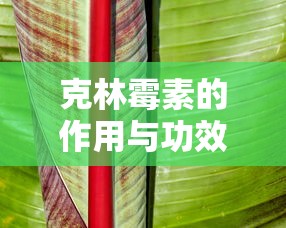 克林霉素的作用与功效  第1张