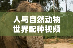 人与自然动物世界配种视频  第1张