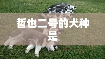 哲也二号的犬种是  第1张