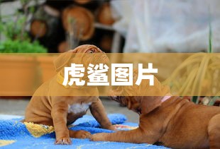虎鲨图片  第1张