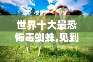 世界十大最恐怖毒蜘蛛,见到一定要躲开!  第1张