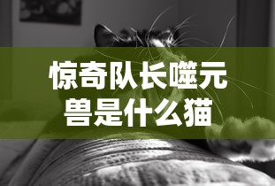 惊奇队长噬元兽是什么猫  第1张