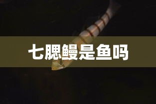 七腮鳗是鱼吗  第1张
