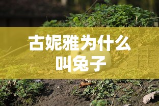 古妮雅为什么叫兔子  第1张