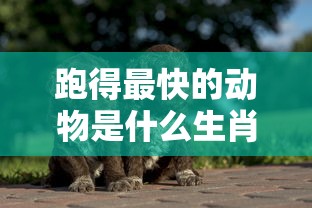 跑得最快的动物是什么生肖?  第1张