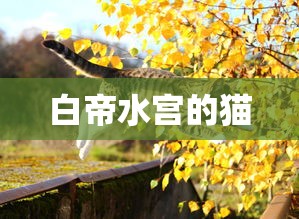 白帝水宫的猫  第1张