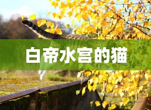 白帝水宫的猫  第1张