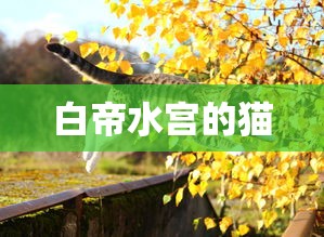 白帝水宫的猫  第1张