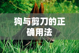 狗与剪刀的正确用法  第1张
