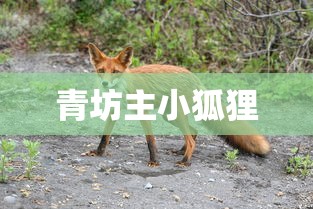 青坊主小狐狸  第1张