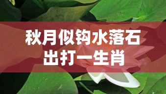 秋月似钩水落石出打一生肖  第1张