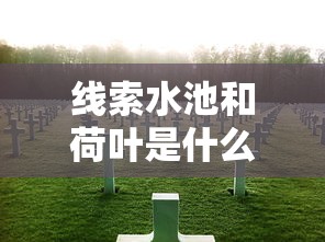 线索水池和荷叶是什么妖怪?  第1张