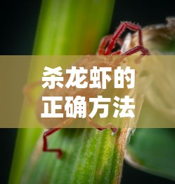 杀龙虾的正确方法  第1张