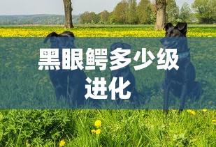 黑眼鳄多少级进化  第1张
