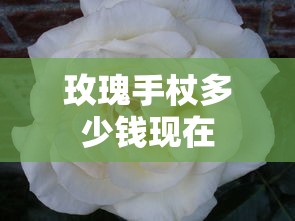 玫瑰手杖多少钱现在  第1张