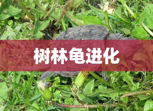 树林龟进化  第1张