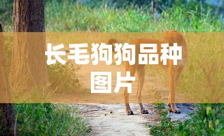 天堂中文官网xbox  第1张