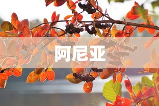 阿尼亚  第1张
