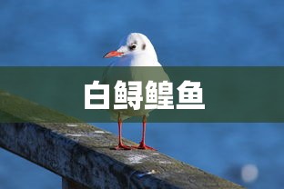 白鲟鳇鱼  第1张
