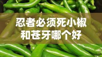 忍者必须死小椒和苍牙哪个好  第1张