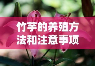 竹芋的养殖方法和注意事项  第1张