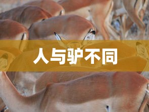 179决战海贼王会复出吗  第1张