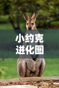 小约克进化图  第1张