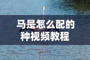 马是怎么配的种视频教程  第1张