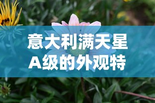 意大利满天星A级的外观特点和风格  第1张