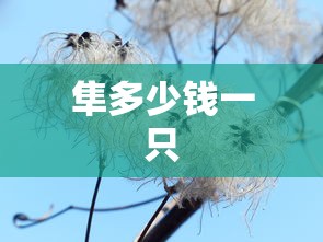隼多少钱一只  第1张