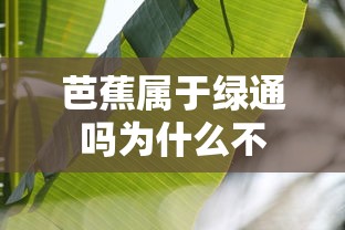 芭蕉属于绿通吗为什么不  第1张