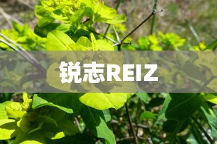 锐志REIZ  第1张