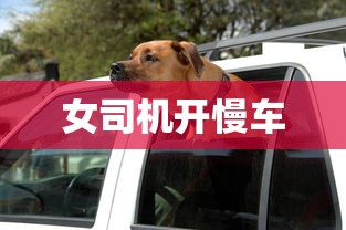 女司机开慢车  第1张