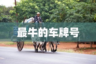 最牛的车牌号  第1张
