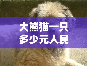 大熊猫一只多少元人民币  第1张