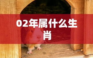02年属什么生肖  第1张
