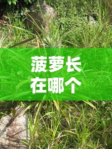 菠萝长在哪个地方  第1张