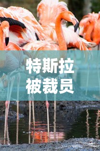 特斯拉被裁员工:5分钟办好手续薯鸟噶什么水起性快  第1张