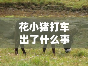 花小猪打车出了什么事  第1张