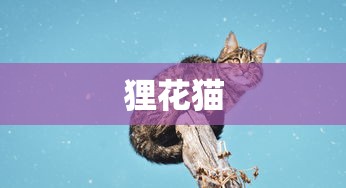 狸花猫  第1张