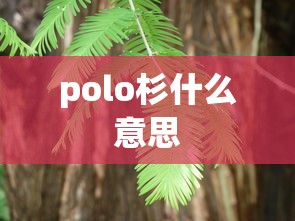 polo杉什么意思  第1张