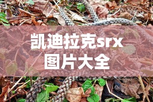 欲望列车  第1张