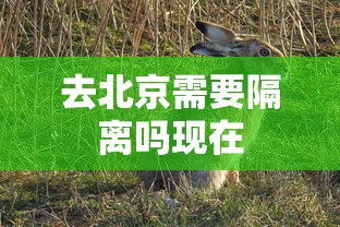 去北京需要隔离吗现在  第1张