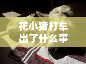 花小猪打车出了什么事  第1张