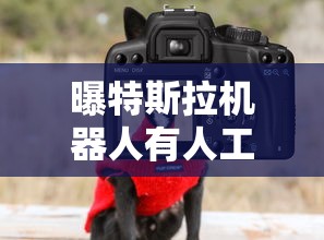 穿胖次的狐狸  第1张