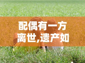 电视剧狙击手免费全集播放在线观看  第1张