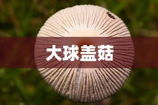大球盖菇  第1张