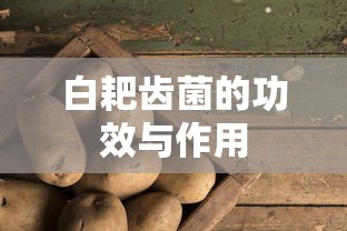 白耙齿菌的功效与作用  第1张